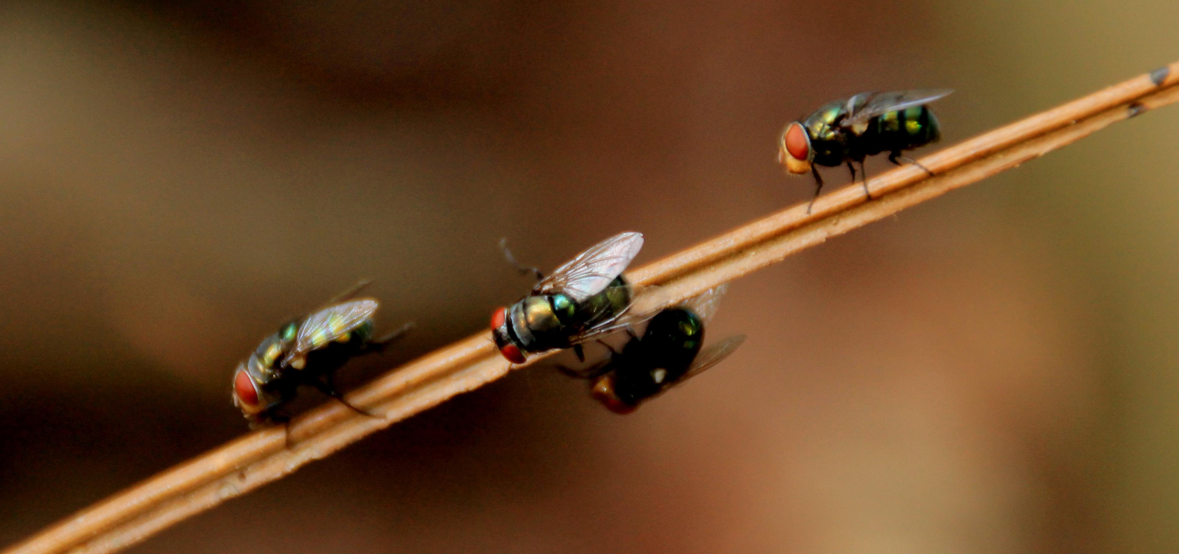 fly infestation