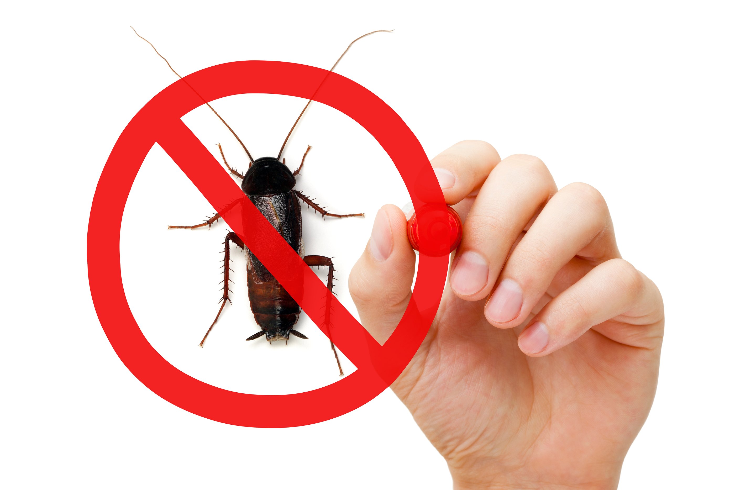 pest management in perth australia