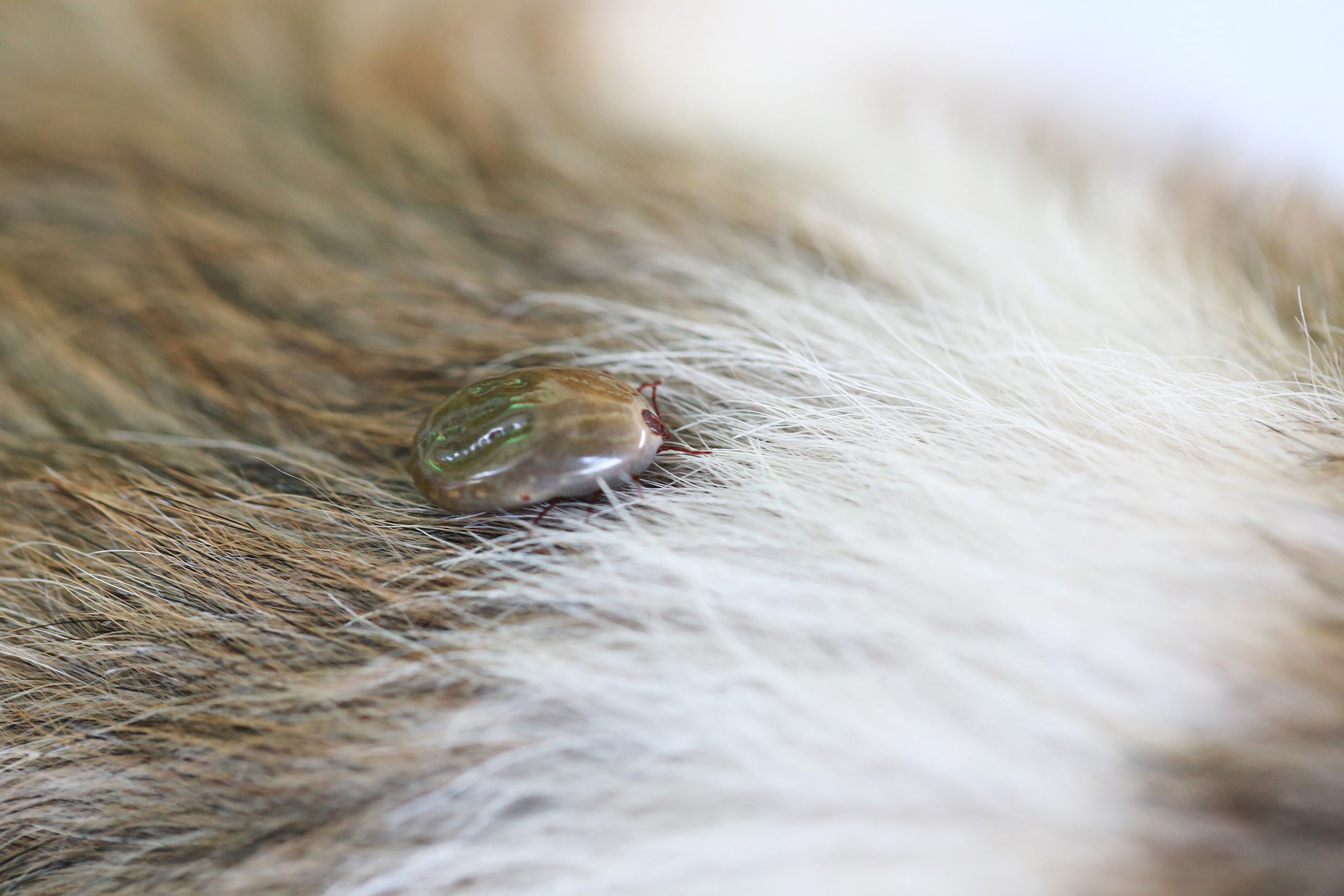 Flea and Tick Control