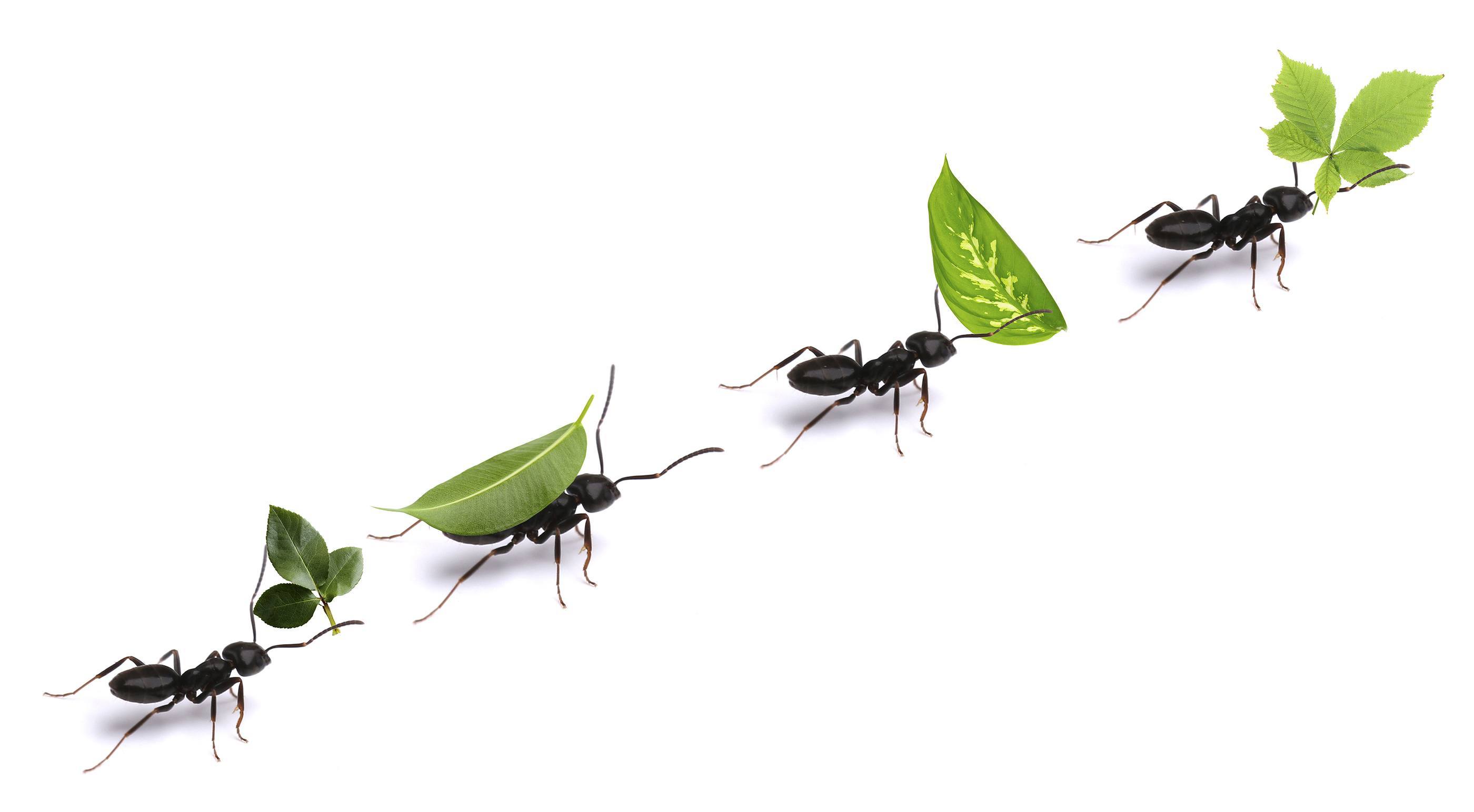 Ants Control Singapore ant control