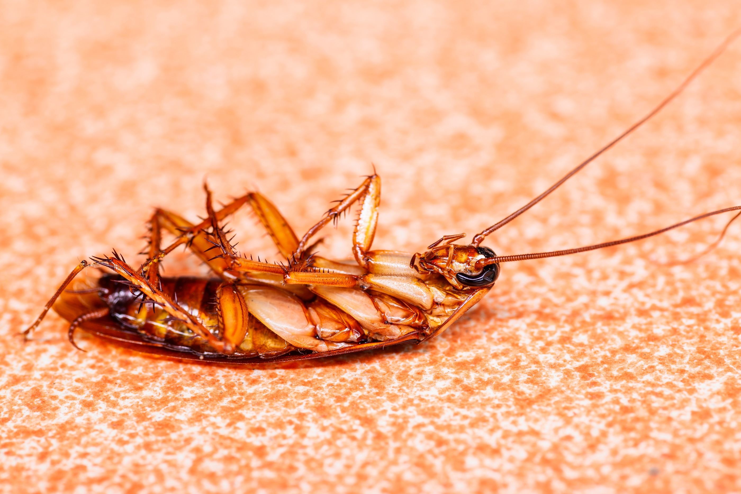 Dead Cockroaches
