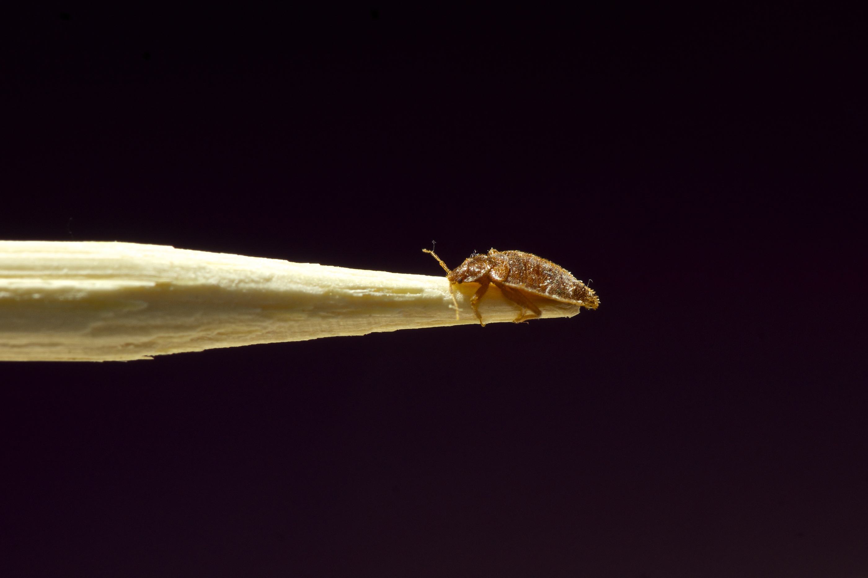 bed bugs control singapore bed bug