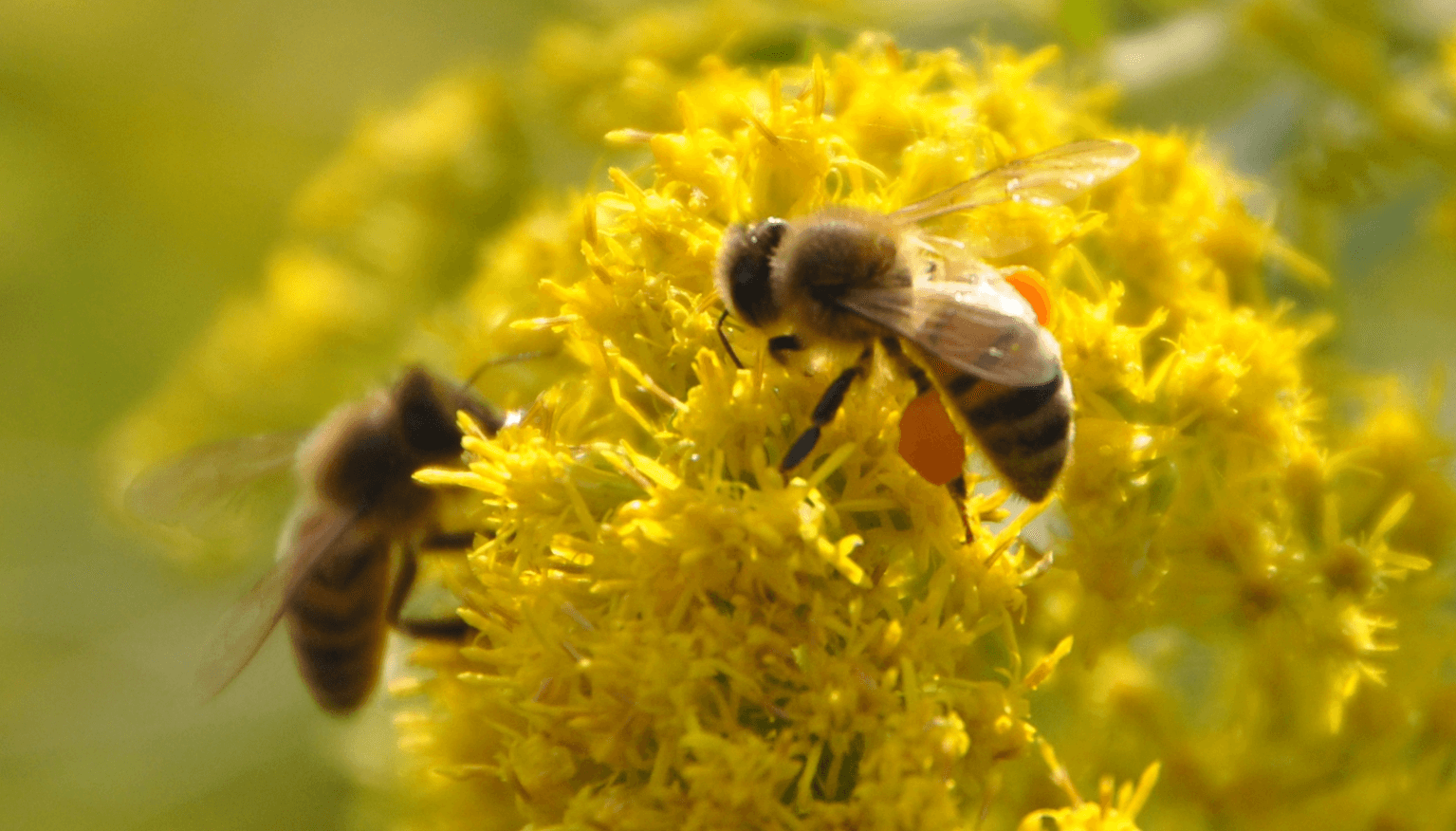bee, wasp and hornet control singapore bee, wasp and hornet