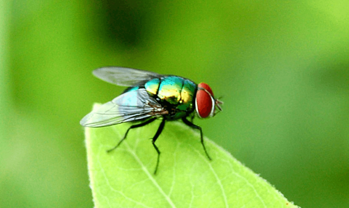 housefly