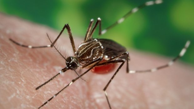 mosquito-control-tips mosquito control tips