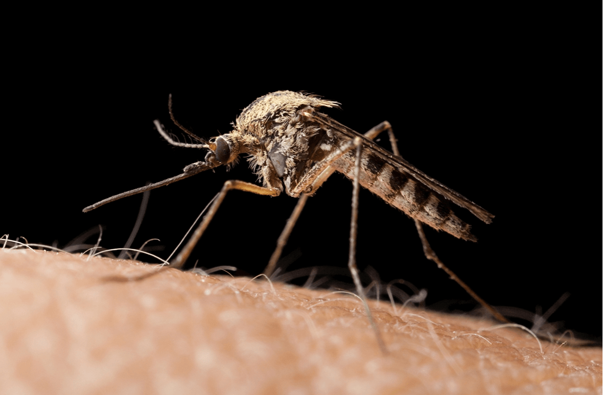 mosquito singapore