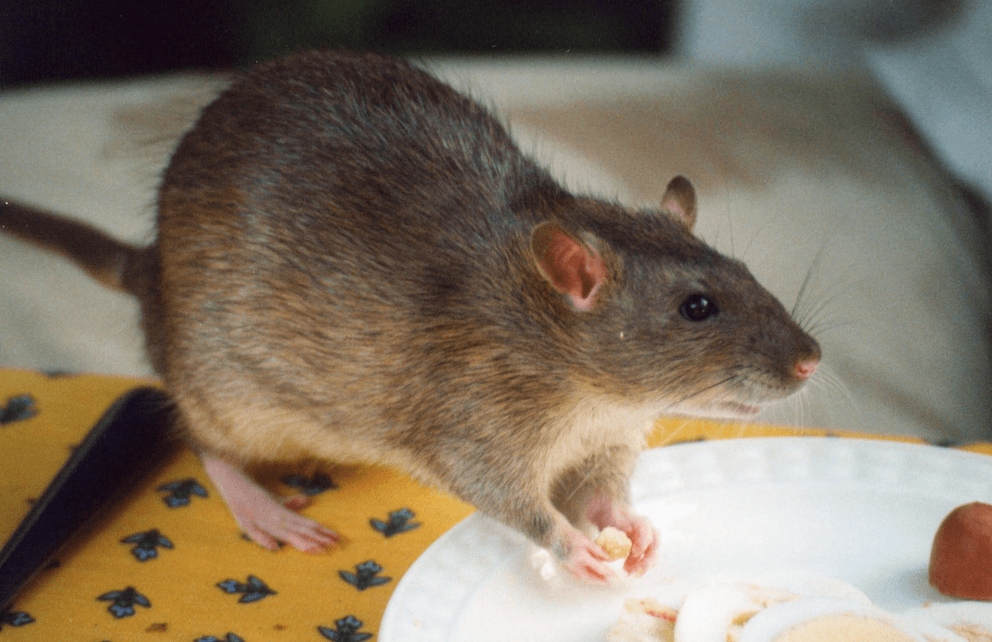 rat control