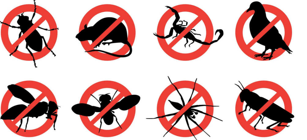 Pest Control Singapore Pest Control Singapore