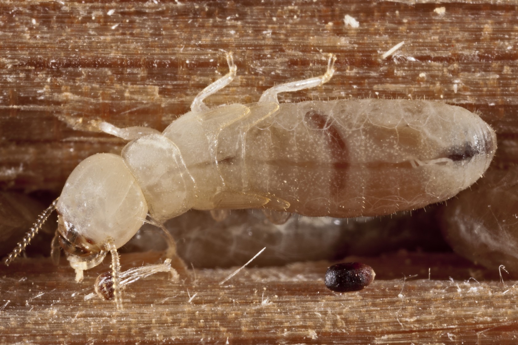 termite-control-tips termite control tips