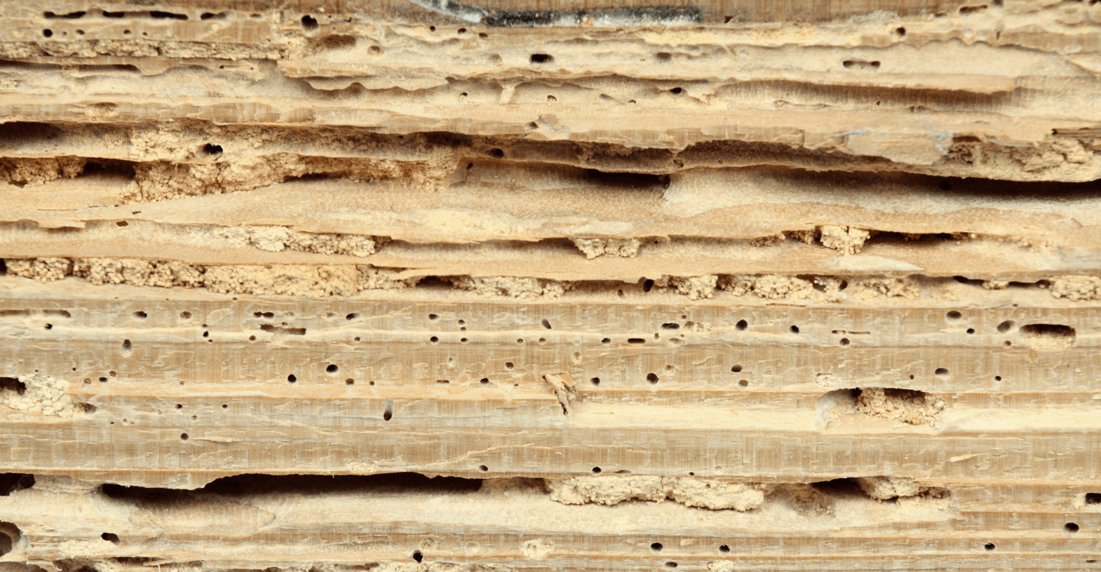 white ants control